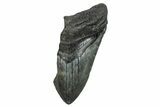 Partial Megalodon Tooth - South Carolina #248421-1